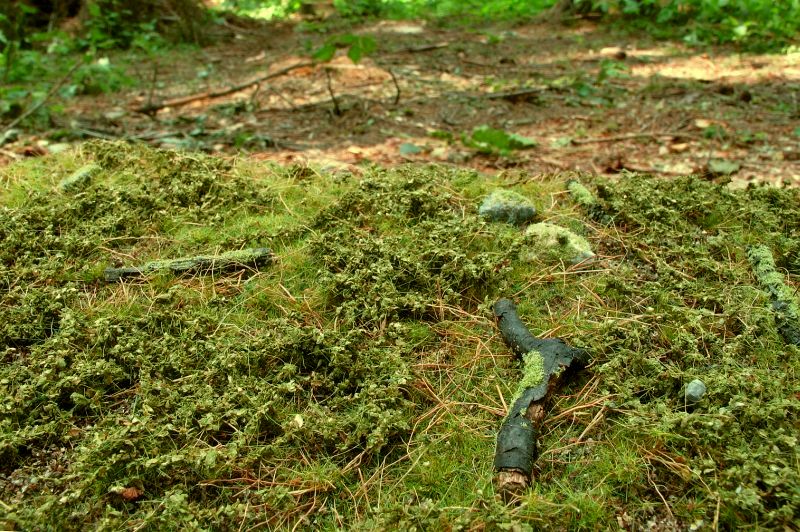 Walduntergrund Frühling Model-Scene
