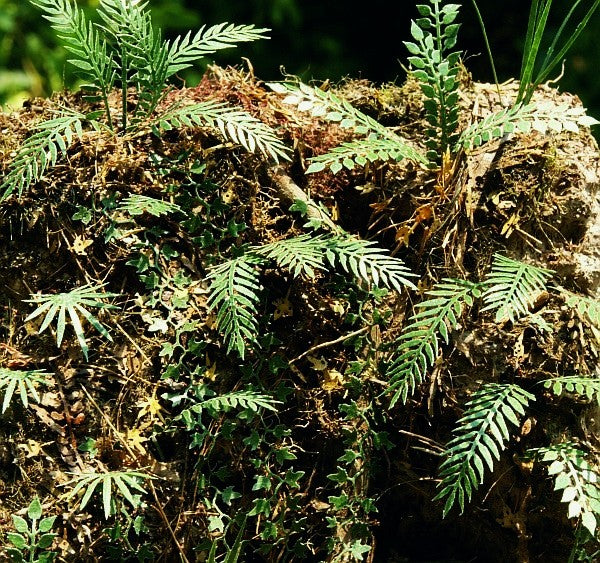 Dschungel-Set 2 1:72 / 1:87 Model-Scene