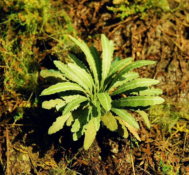 Asiatischer Farn 1:72 / 1:87 Model-Scene