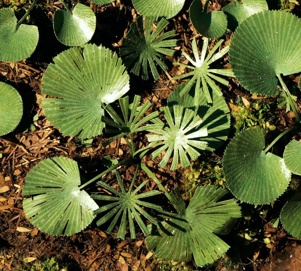 Niedrige Palme (Luciala) 1:72 / 1:87 Model-Scene