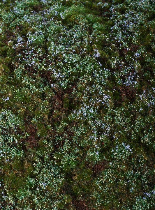 Walduntergrund - Blaubeeren Model-Scene