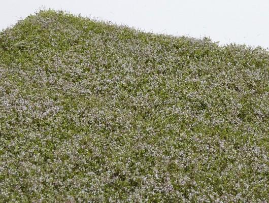 Klee blühend - Langmesser-Modellwelt - Model-Scene
