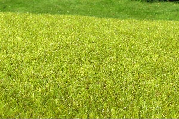 Moor/Feuchtgebiet hell - Langmesser-Modellwelt - Model-Scene