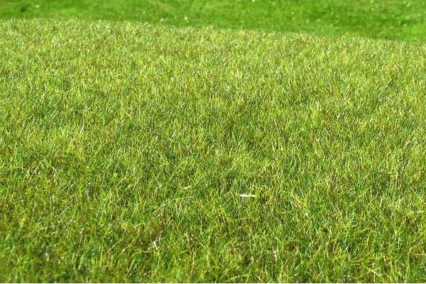 Moor/Feuchtgebiet - mittel - Langmesser-Modellwelt - Model-Scene