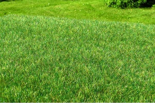 Moor /Feuchtgebiet - dunkel - Langmesser-Modellwelt - Model-Scene