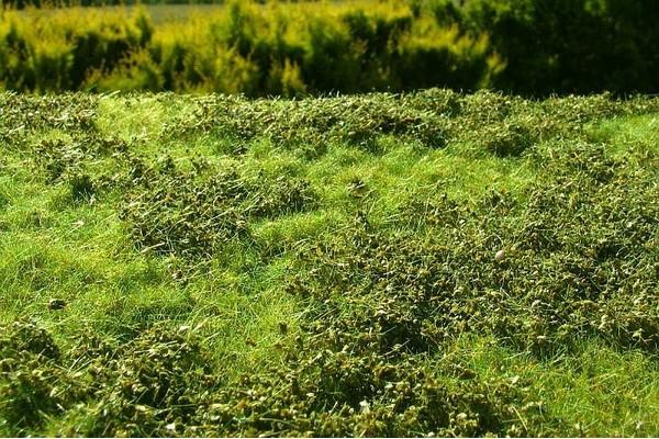 Wiese mit niedrigem Gebüsch Frühling - Langmesser-Modellwelt - Model-Scene