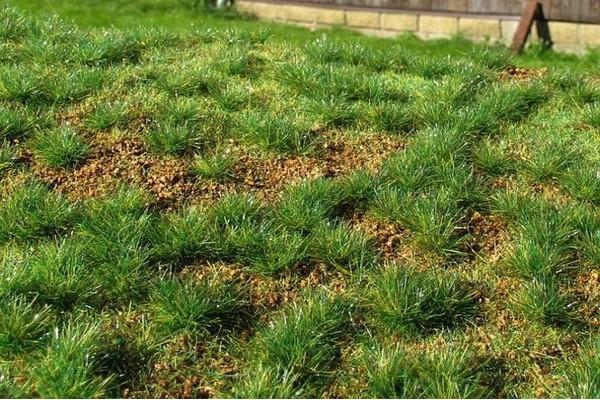 Steppengras Sommer, grün (Frühsommer) - Langmesser-Modellwelt - Model-Scene