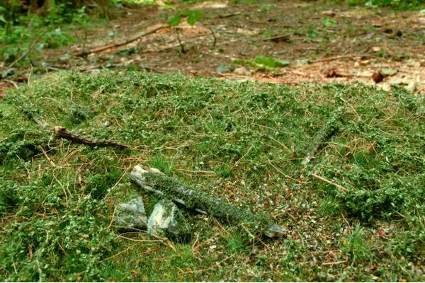 Walduntergrund Frühsommer - Langmesser-Modellwelt - Model-Scene