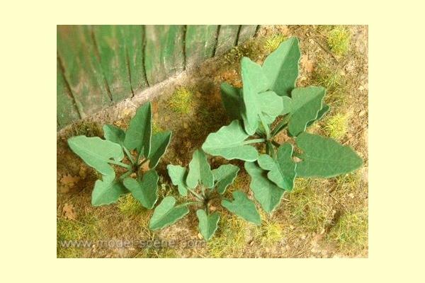 Wilder Rhabarber, 1:45/1:48 - Langmesser-Modellwelt - Model-Scene