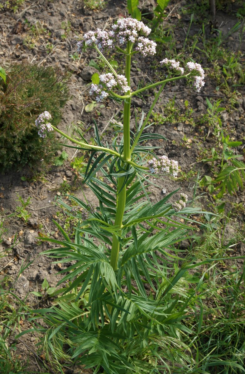 Baldrian (Spur 1) - Langmesser-Modellwelt