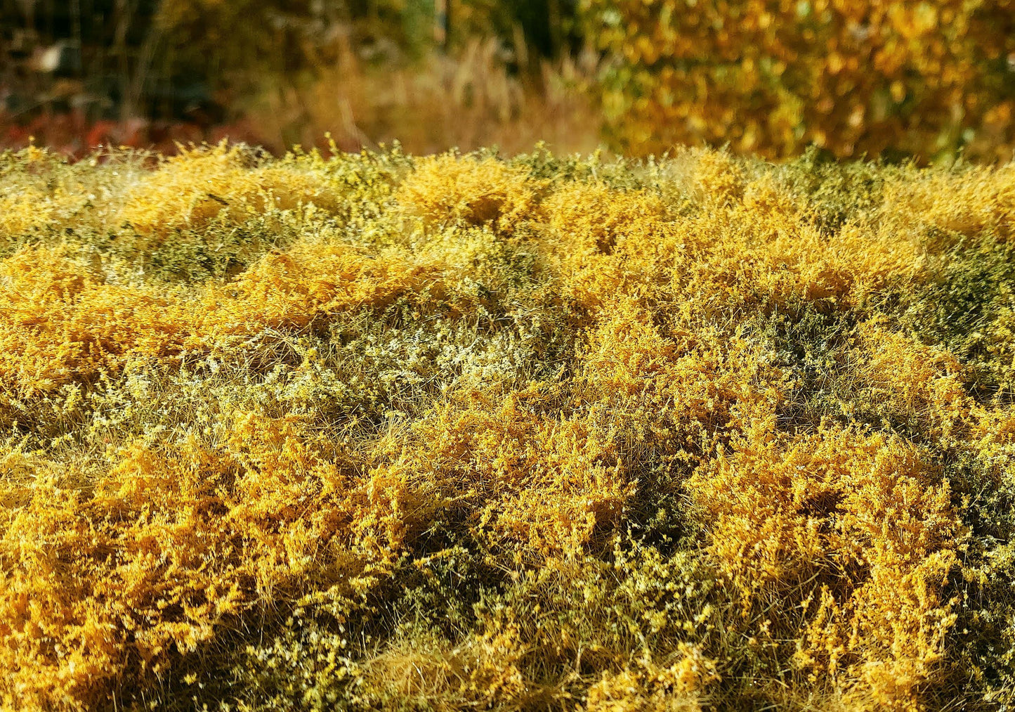 Blühende Wiese - Herbst - Langmesser-Modellwelt - Model-Scene