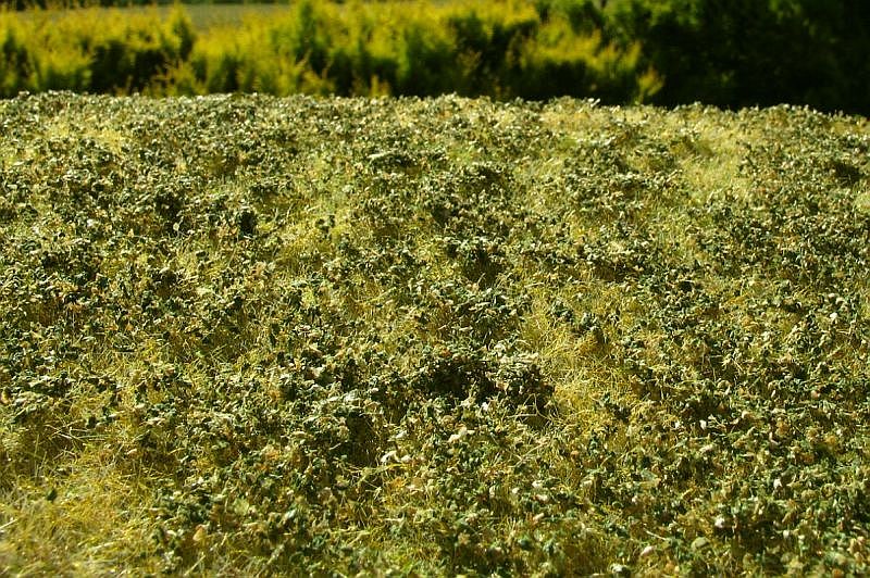 Gebüsch niedrig Spätsommer Minipack - Langmesser-Modellwelt - Model-Scene