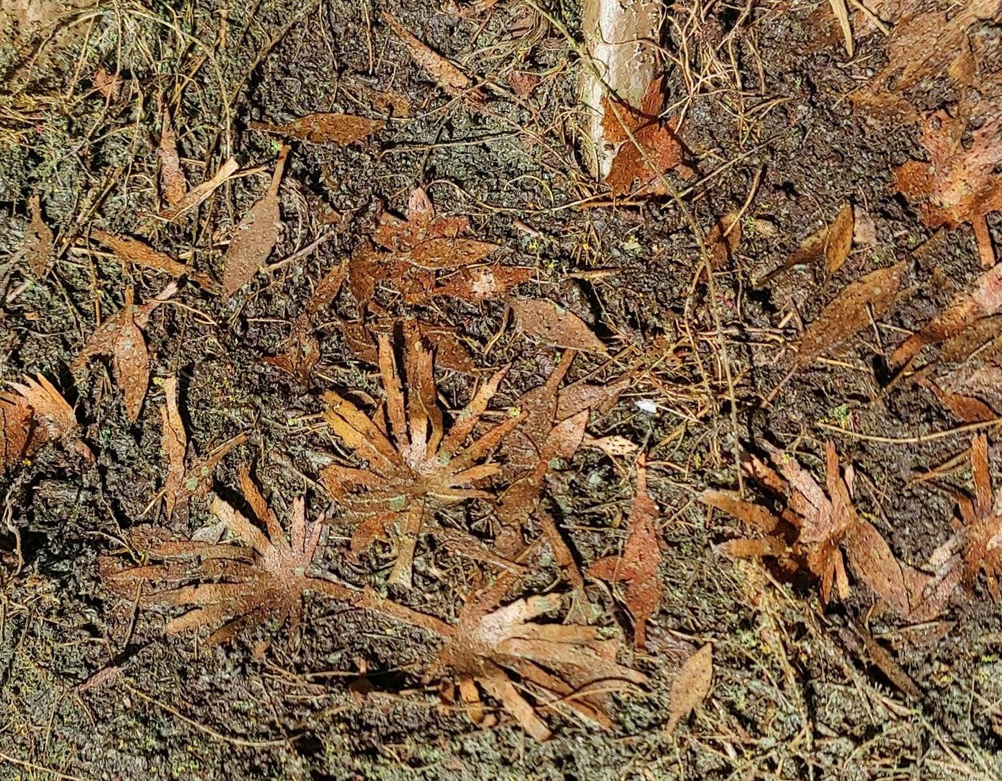 Dschungelblätter trocken - Langmesser-Modellwelt - Model-Scene