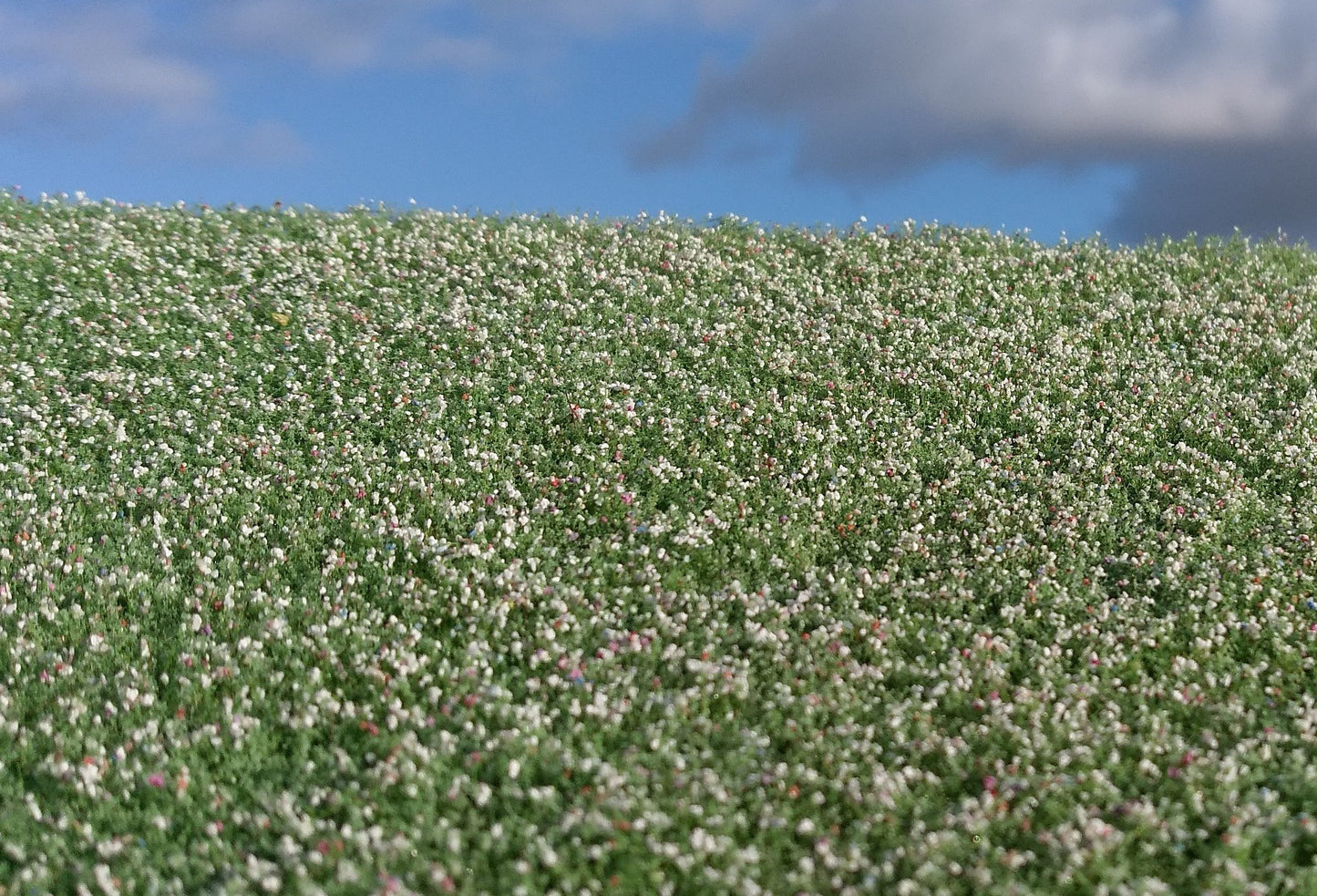 Blühendes Mohnblumenfeld - Langmesser-Modellwelt - Model-Scene