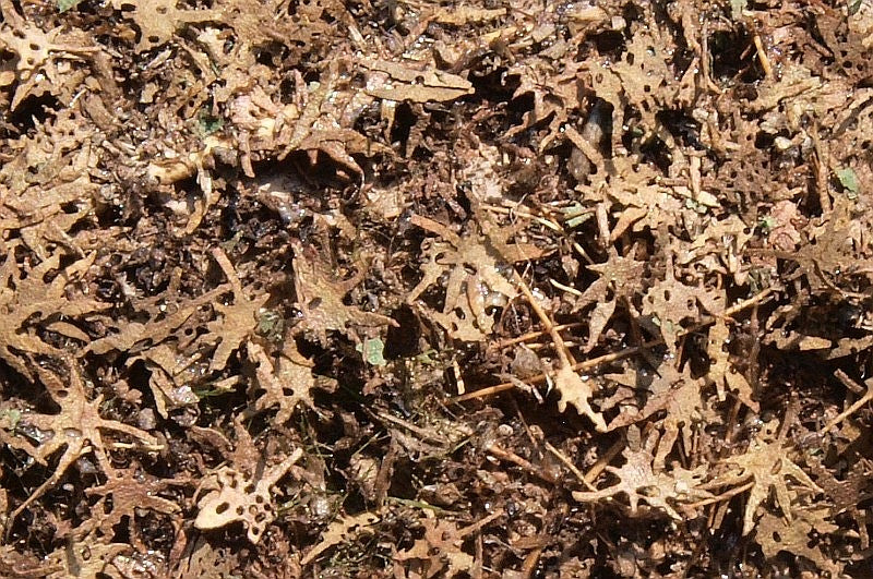 Tropische Blätter - Langmesser-Modellwelt - Model-Scene