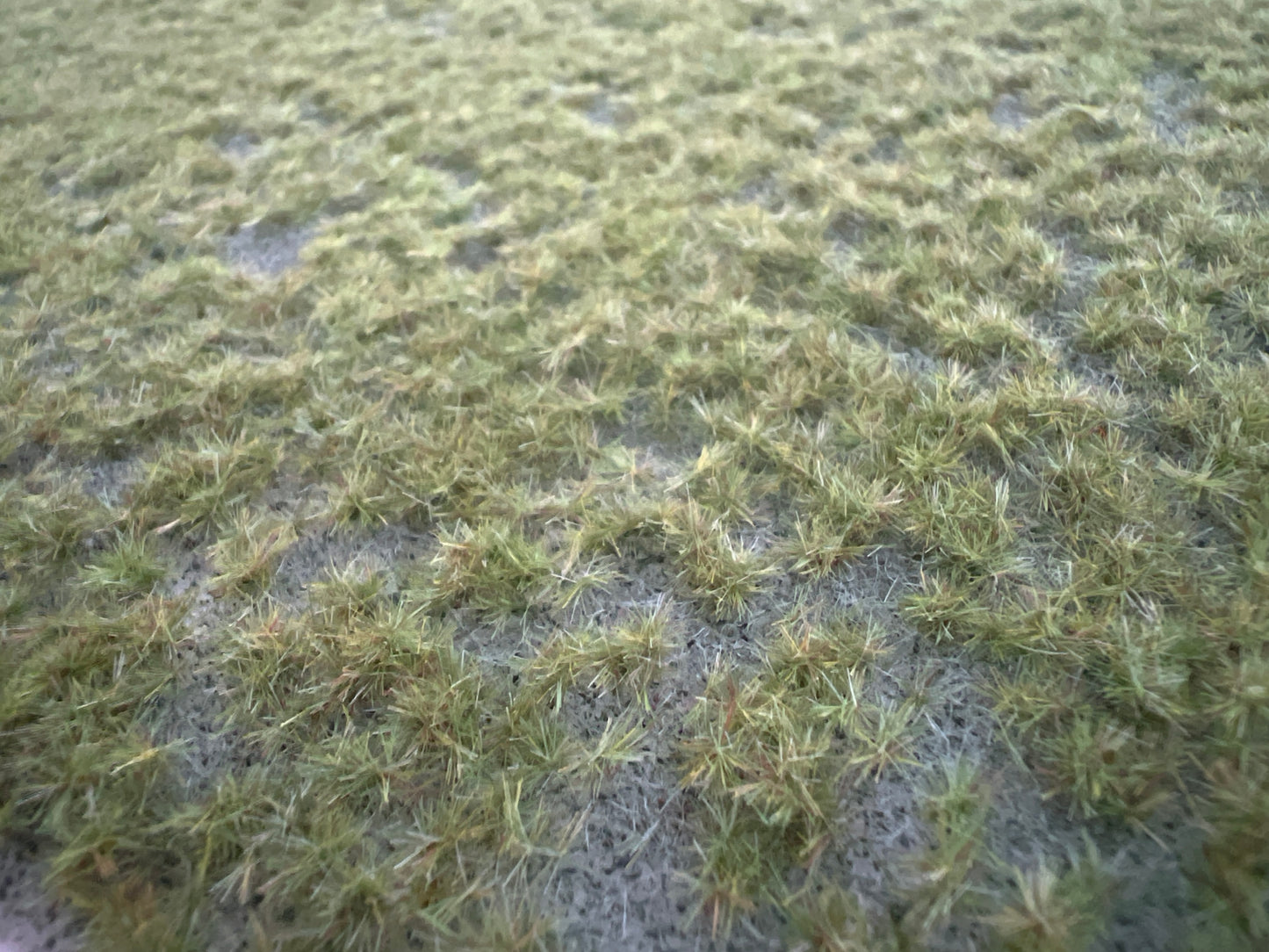 Rollrasen klein -Frühling