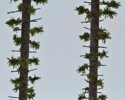 2 Stück Hochstamm Fichte 400mm
