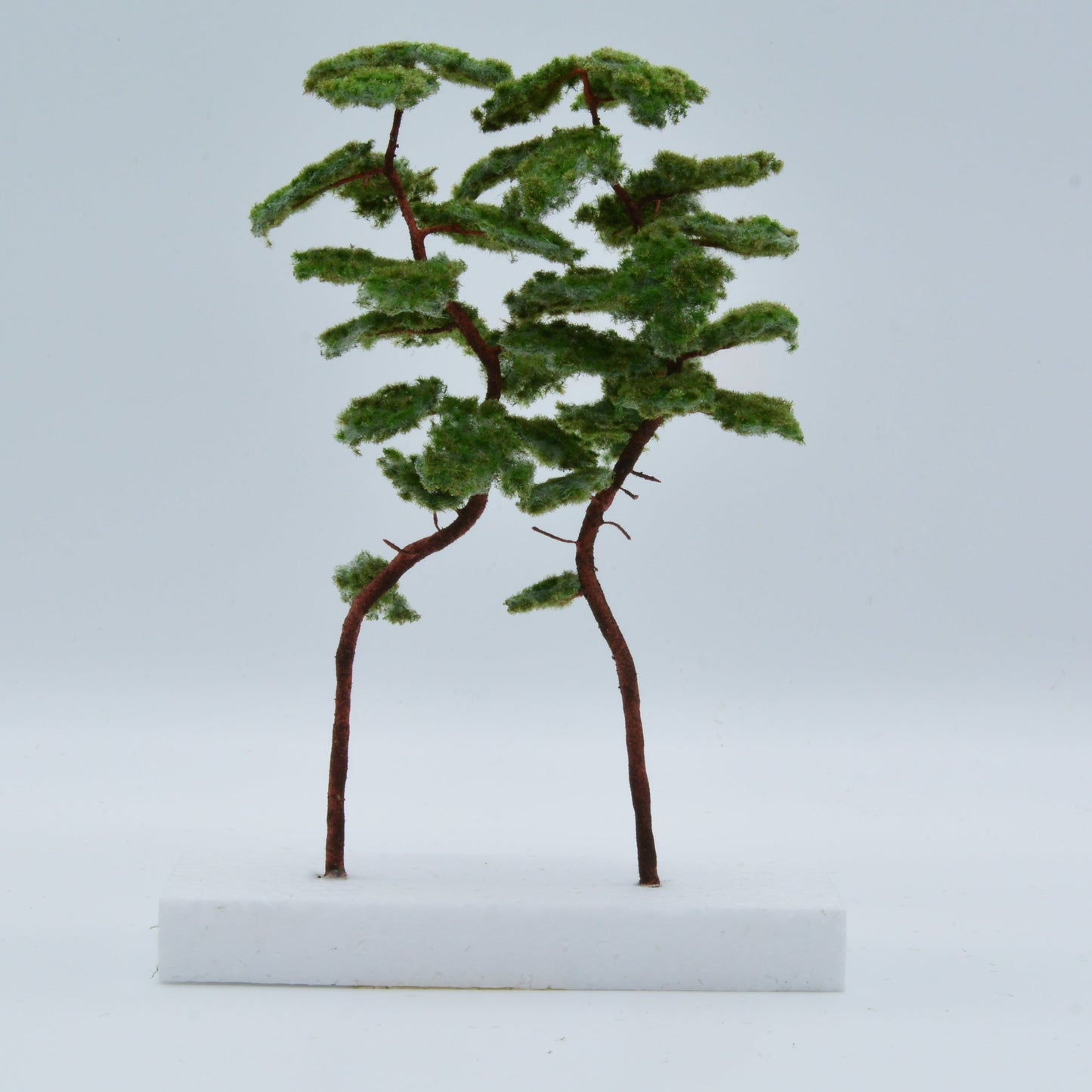 2 Stück Bergkiefer 180-220 mm