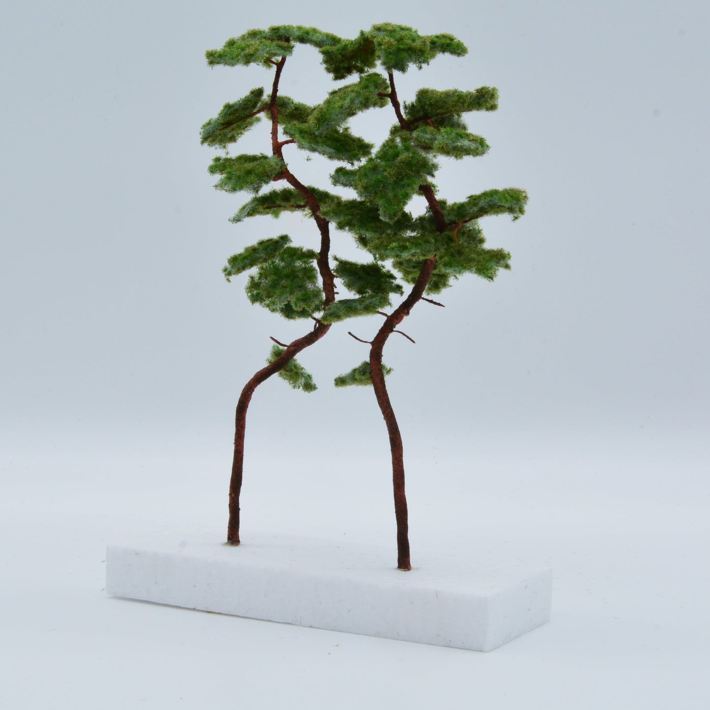 2 Stück Bergkiefer 180-220 mm