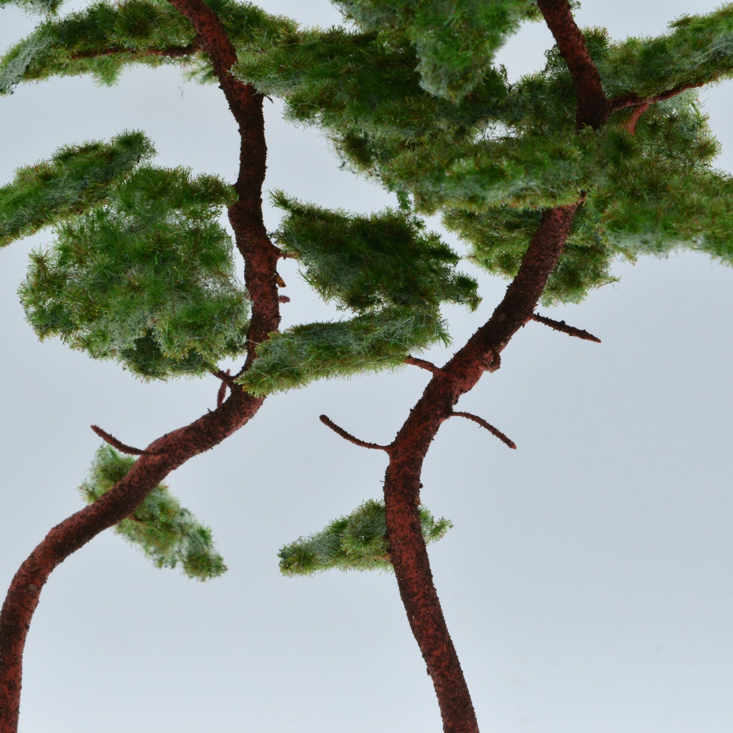 2 Stück Bergkiefer 180-220 mm