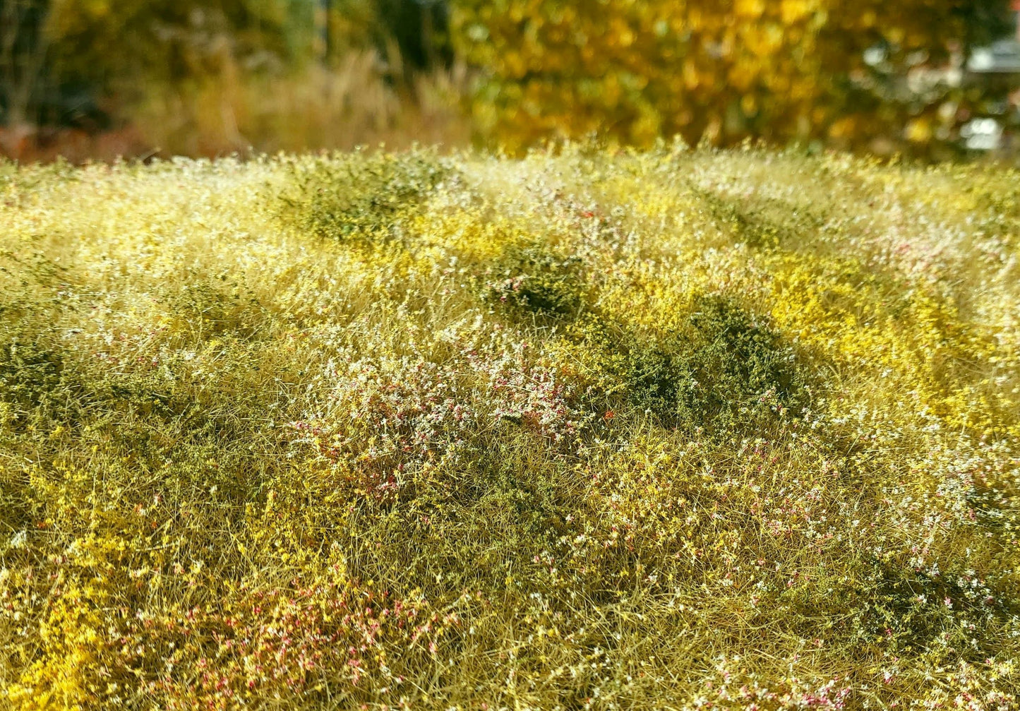 Blühende Wiese - Spätsommer - Langmesser-Modellwelt - Model-Scene
