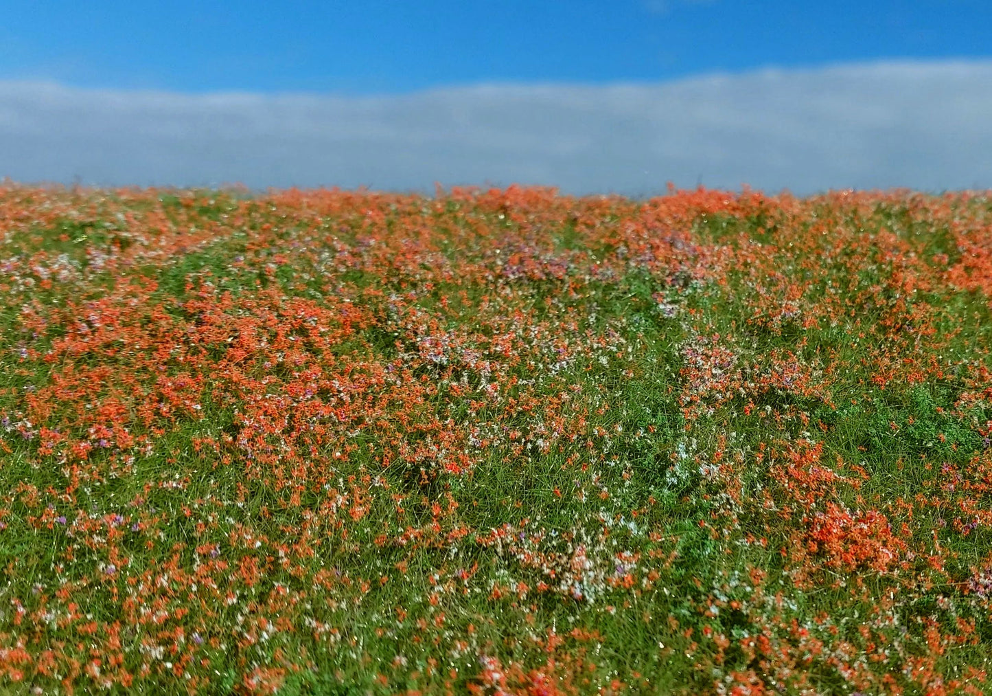 Blühende Wiese - Mohnblumen - Langmesser-Modellwelt - Model-Scene
