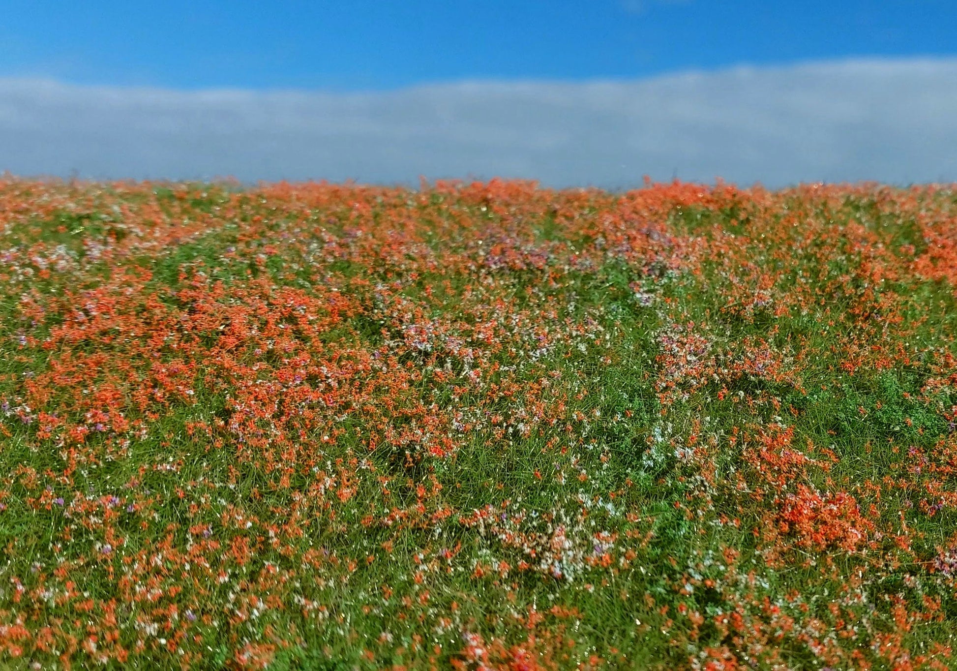 Blühende Wiese - Mohnblumen - Langmesser-Modellwelt - Model-Scene