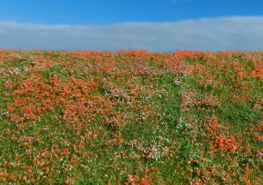 Blühende Wiese - Mohnblumen - Langmesser-Modellwelt - Model-Scene