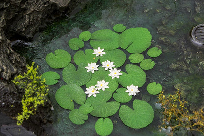 Seerose 1:45 / 1:56 - Langmesser-Modellwelt - Model-Scene