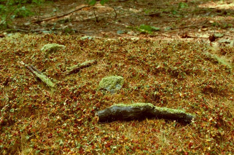 Walduntergrund - Spätsommer Minipack - Langmesser-Modellwelt - Model-Scene